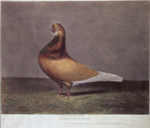 Portrait of a Beard Pigeon